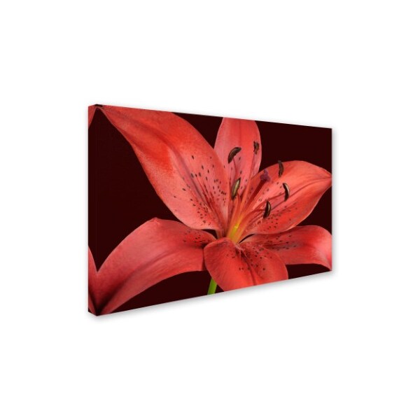 Cora Niele 'Red Lily' Canvas Art,16x24